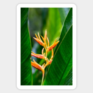 Tropical Heliconia Floral Photography Sticker